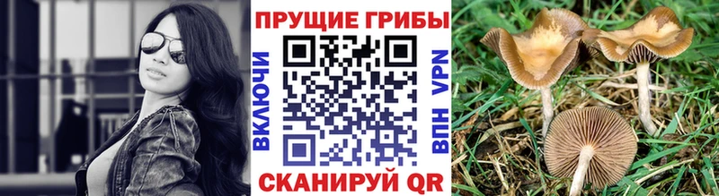 Купить закладки  Большой Камень  Псилоцибиновые грибы мицелий 
